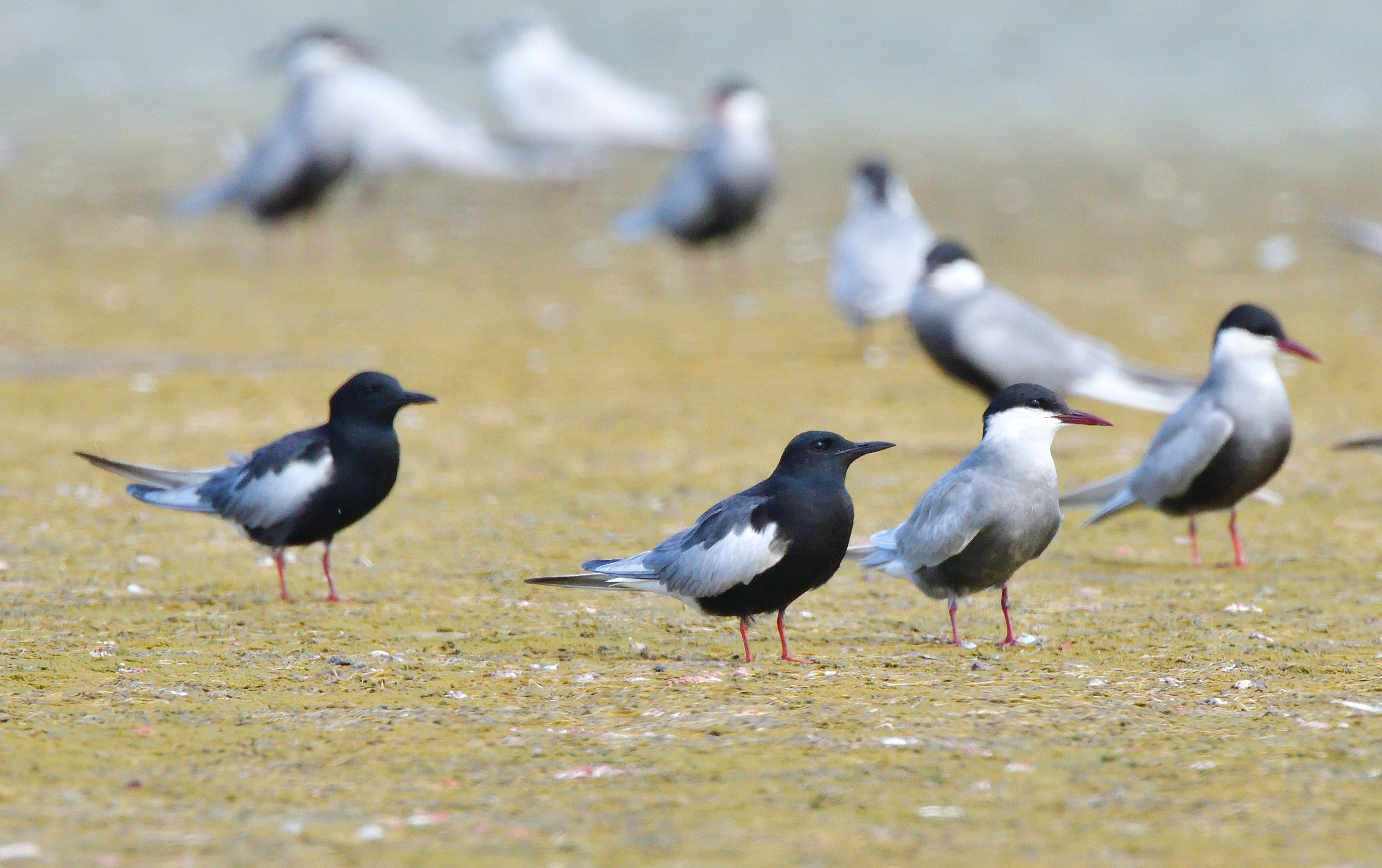 物件照片的詳細放大