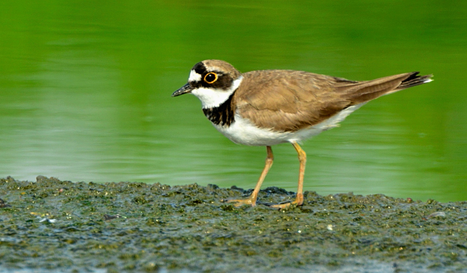 物件照片的詳細放大