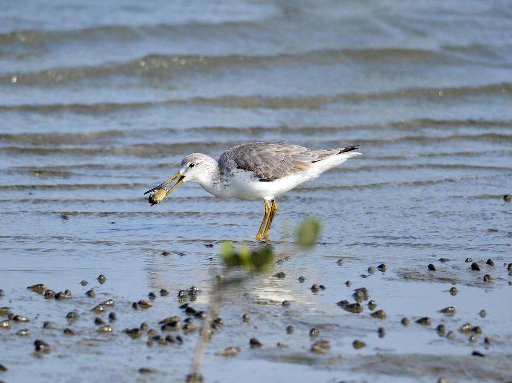 物件照片的縮圖