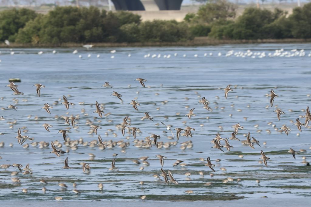 物件照片的縮圖