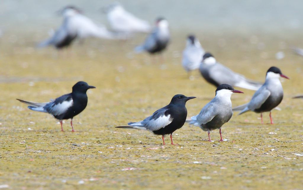 物件照片的縮圖