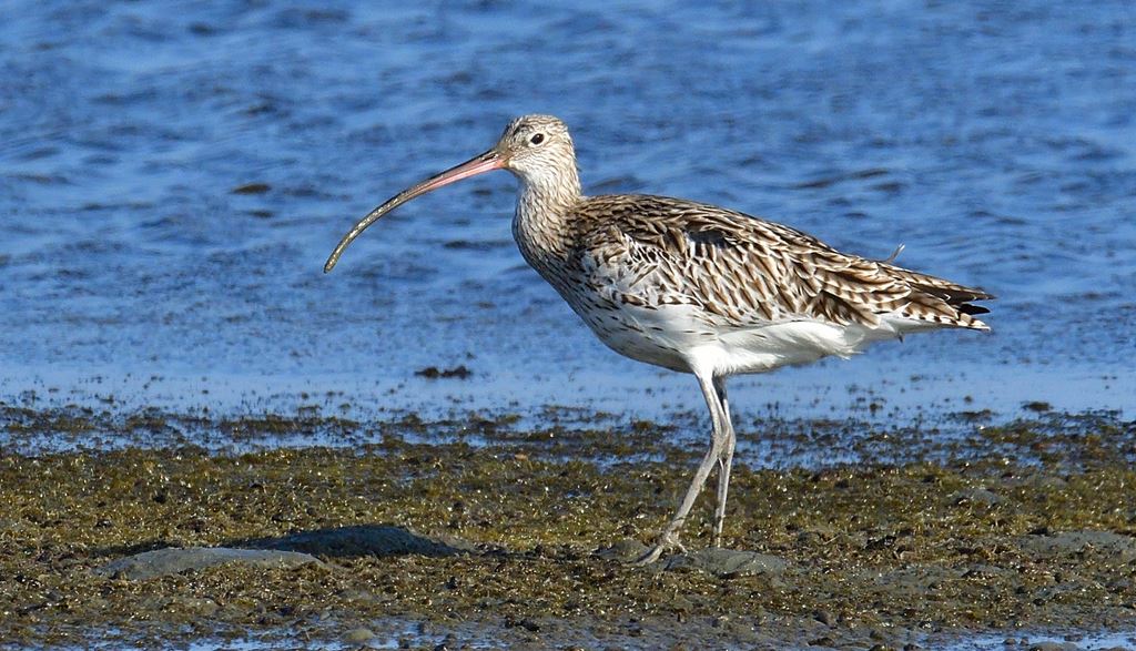 物件照片的縮圖