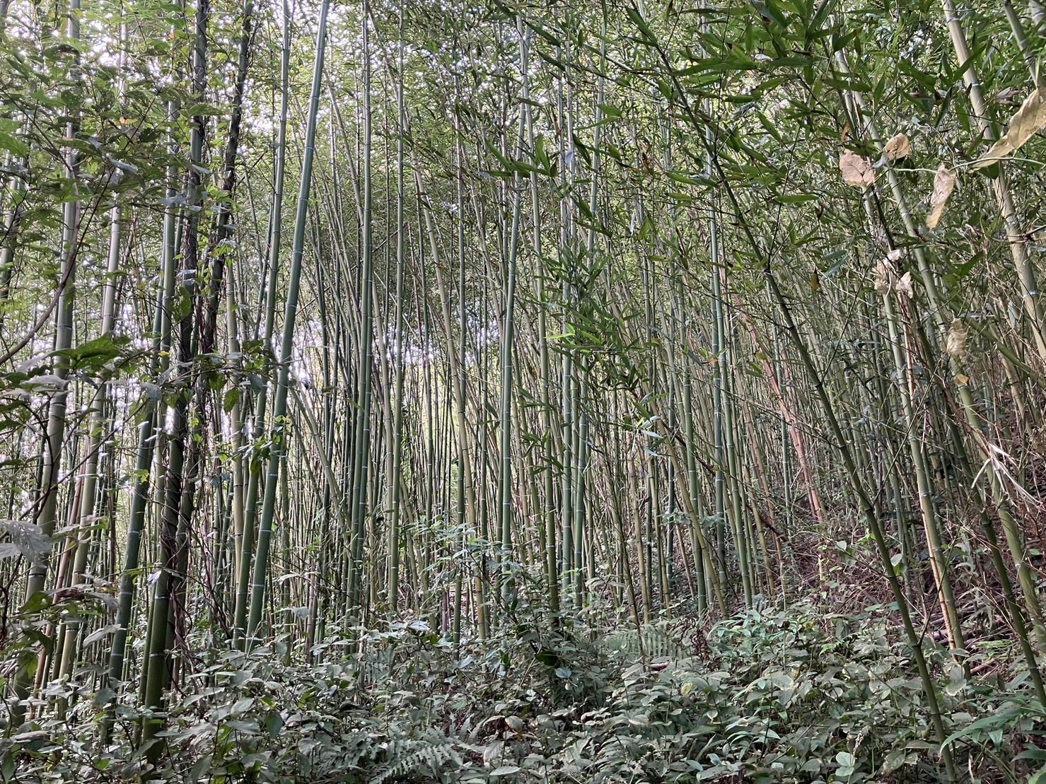 物件照片的詳細放大