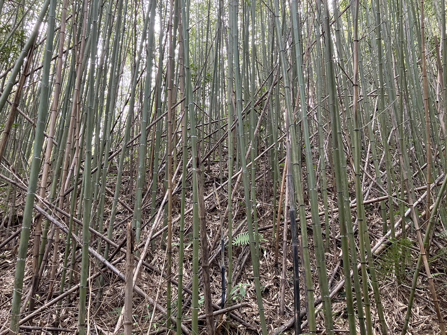 物件照片的詳細放大