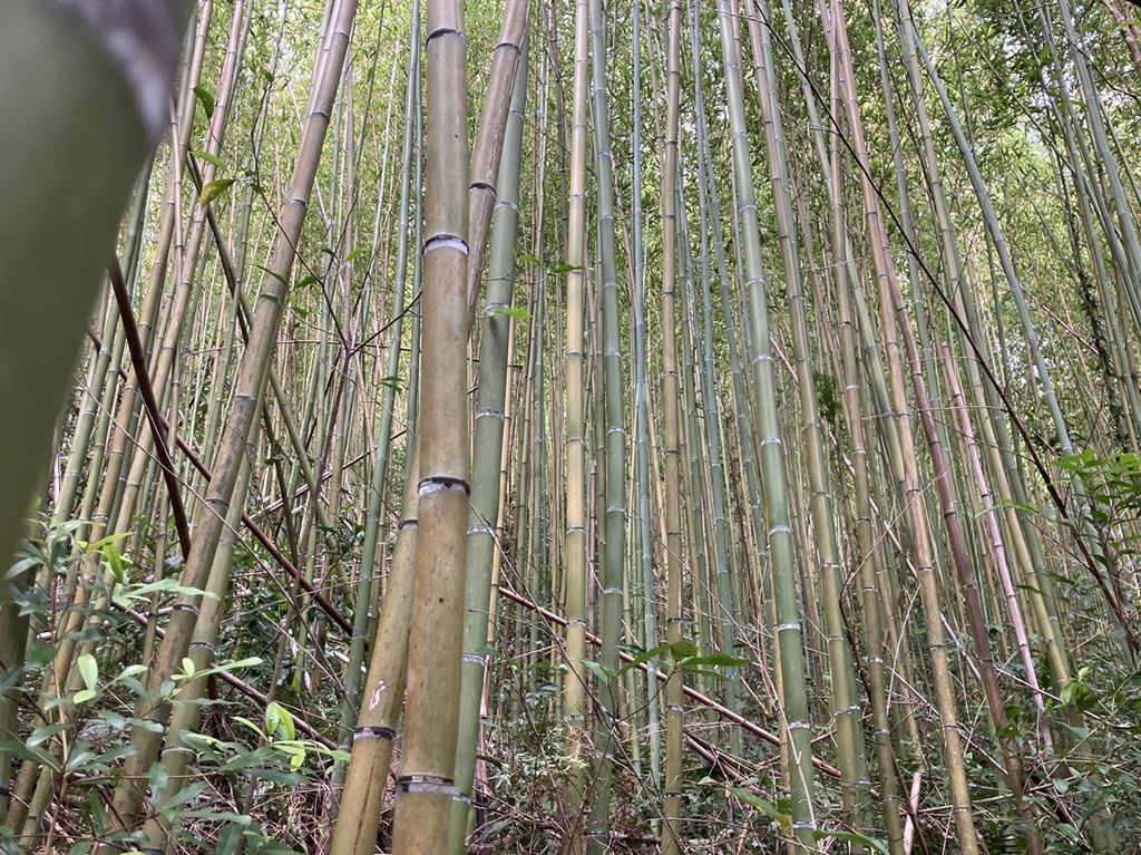 物件照片的縮圖