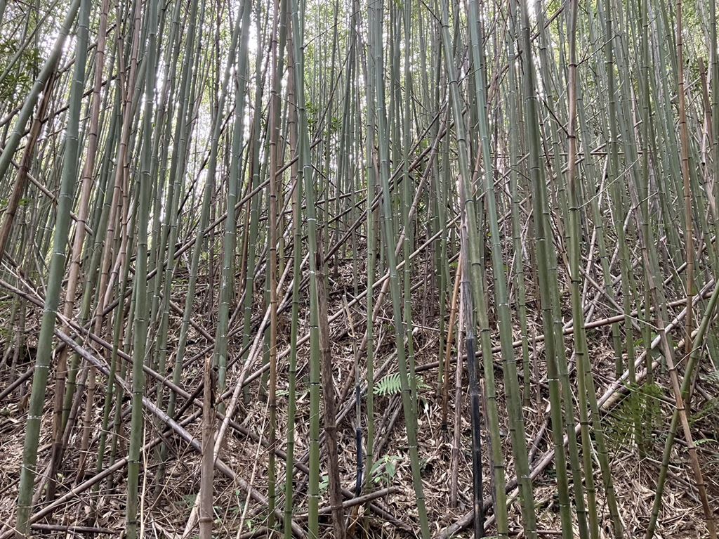 物件照片的縮圖