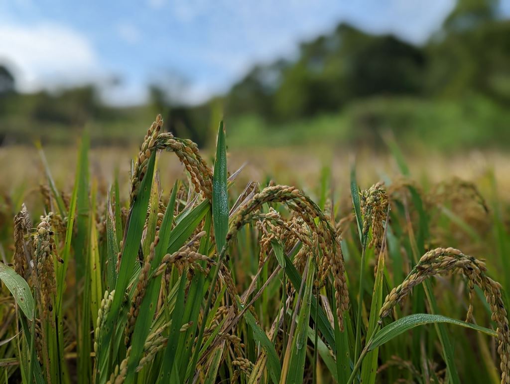 物件照片的縮圖