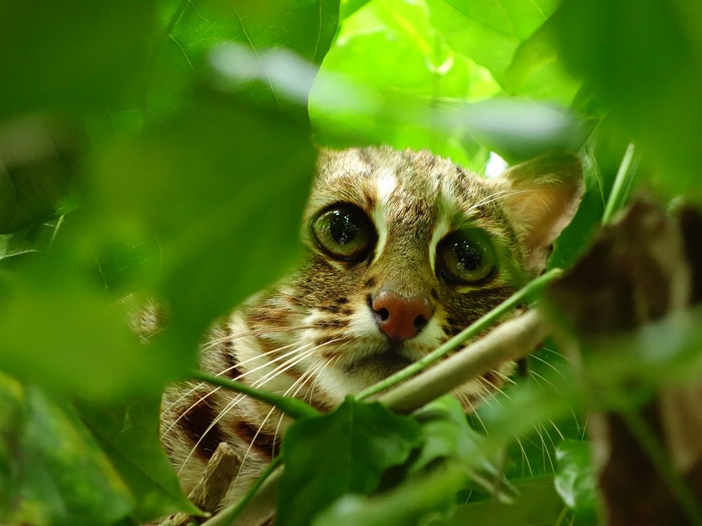 物件照片的縮圖