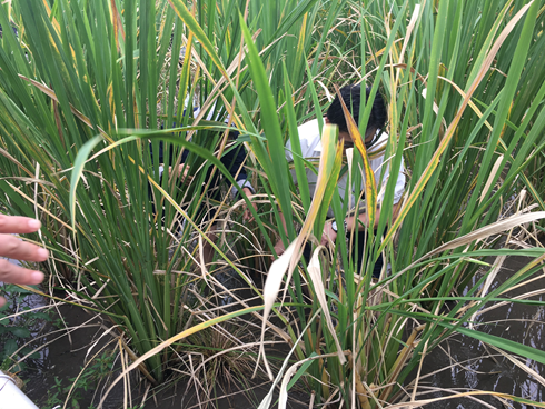 物件照片的詳細放大