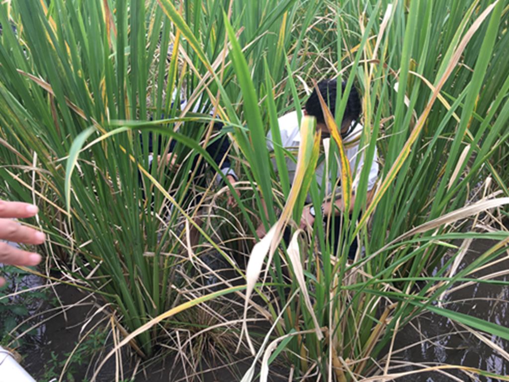 物件照片的縮圖