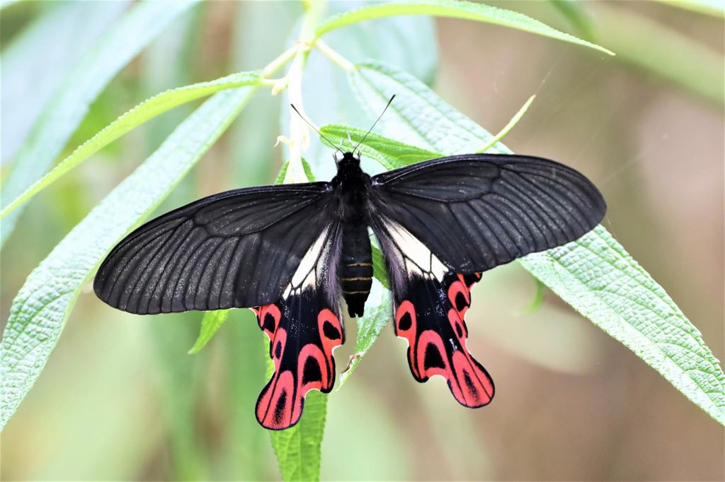 物件照片的縮圖