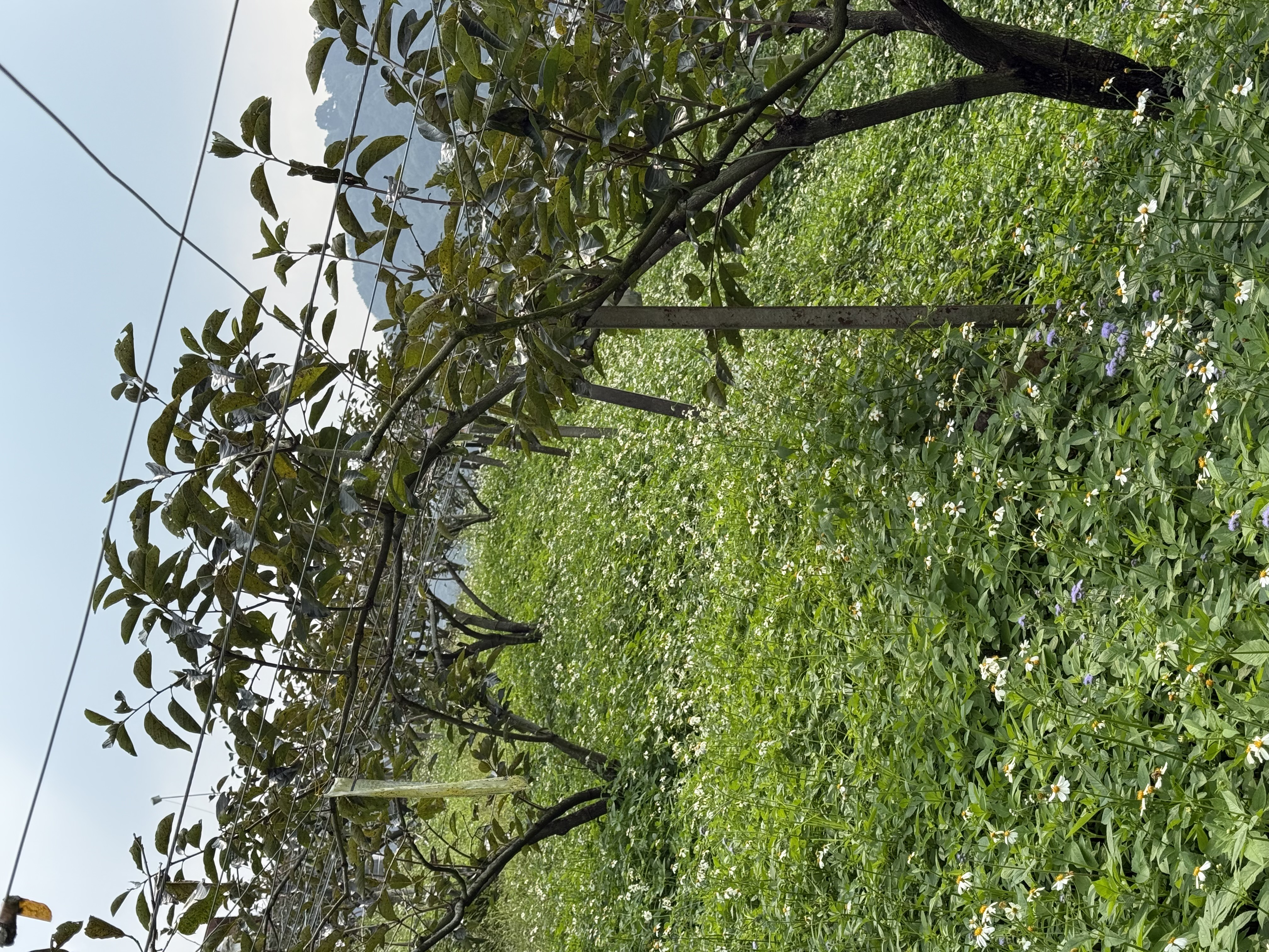 物件照片的詳細放大