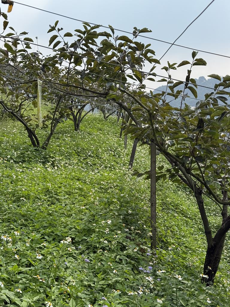 物件照片的縮圖